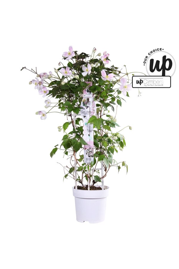 Clematis Montana Fenne® P23
