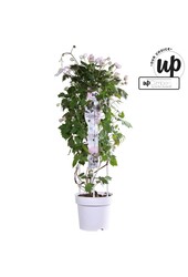 Clematis Montana Fenne® P23