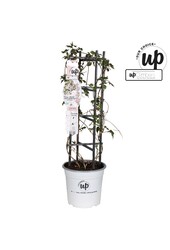 Clematis Montana Fenne® P23