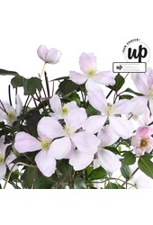 Clematis Montana Fenne® P23