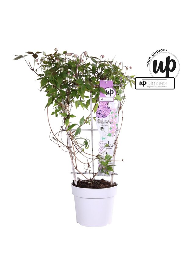 Clematis montana rubens P19