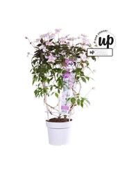 Clematis montana rubens P19