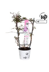 Clematis montana rubens P19