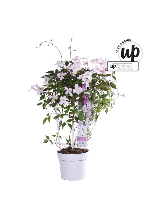 Clematis montana rubens P19