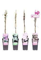 Clematis montana mix tray P15