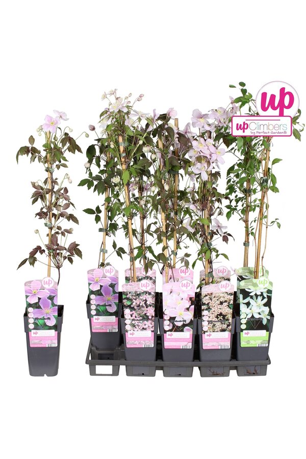 Clematis montana mix tray P15