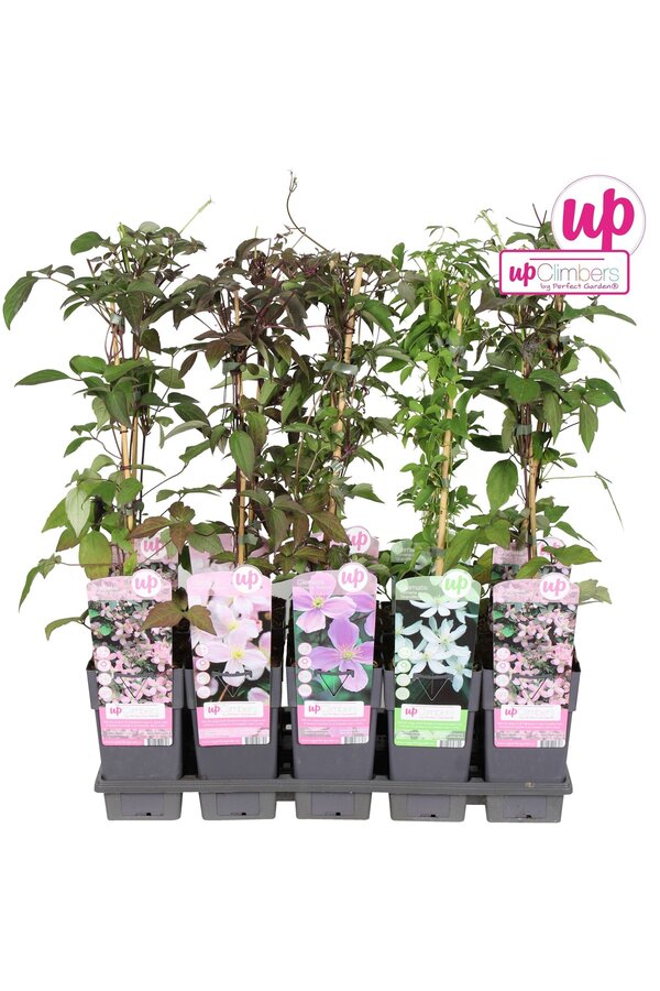 Clematis montana mix tray P15