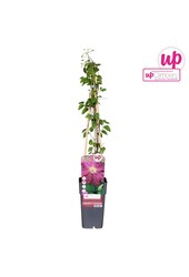 Clematis Ernest Markham P15