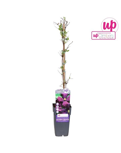 Clematis Viticella Etoile Violette P15