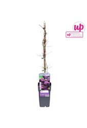 Clematis Viticella Etoile Violette P15