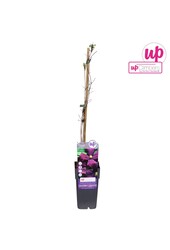 Clematis Viticella Etoile Violette P15