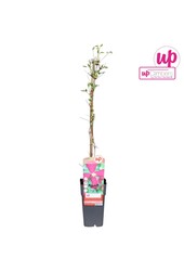 Clematis viticella Madame Julia Correvon P15