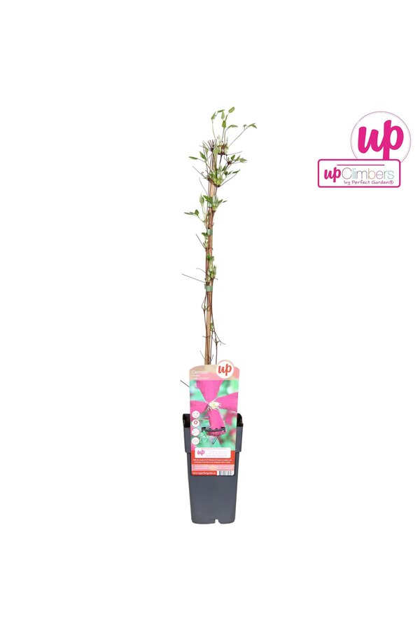 Clematis viticella Madame Julia Correvon P15