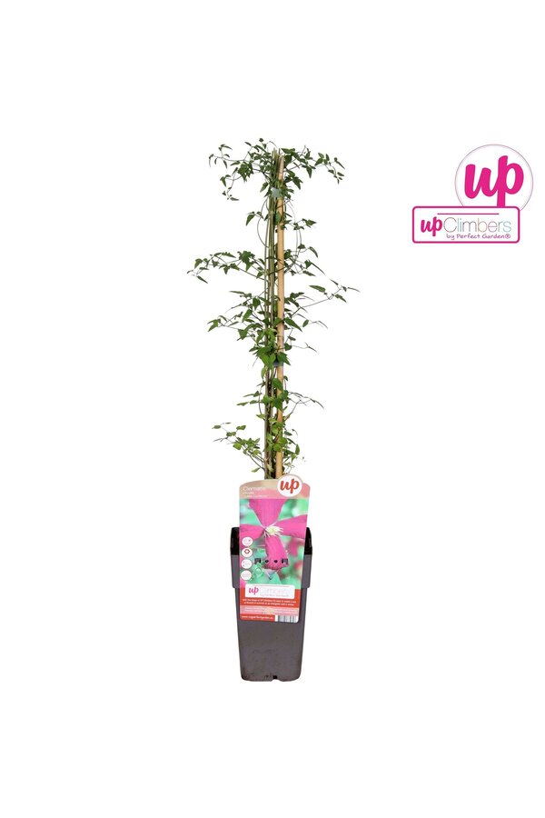 Clematis viticella Madame Julia Correvon P15