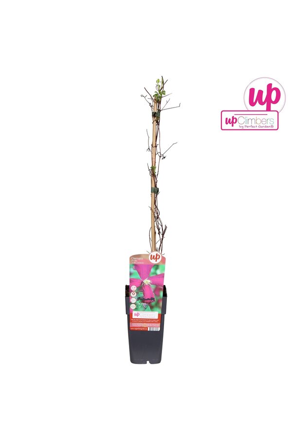 Clematis viticella Madame Julia Correvon P15