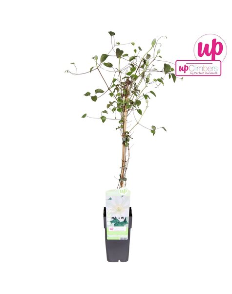 Clematis Guernsey Cream P15