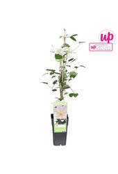 Clematis Guernsey Cream P15