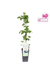 Clematis Guernsey Cream P15