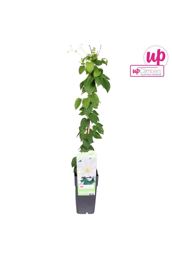 Clematis Guernsey Cream P15