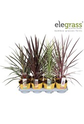 Cordyline mix tray P14
