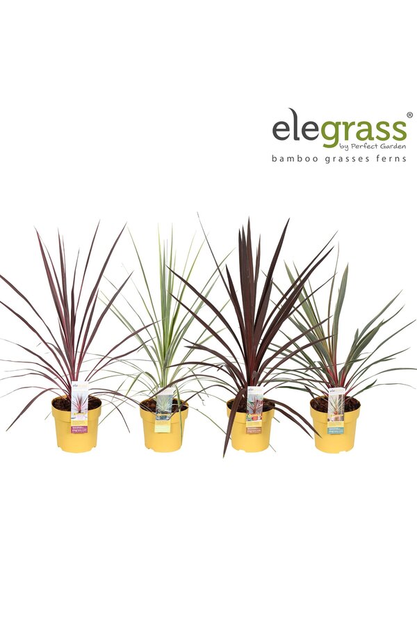 Cordyline mix tray P14