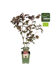 Corylus avellana Zellernoot Rouge Bio P23