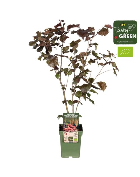 Corylus avellana Zellernoot Rouge Bio P23