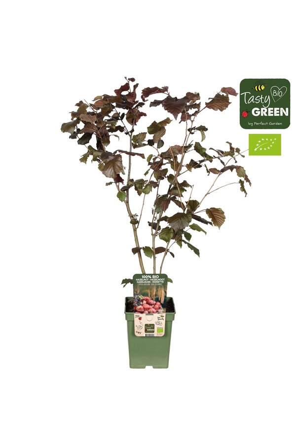 Corylus avellana Rode Zellernoot Bio P23