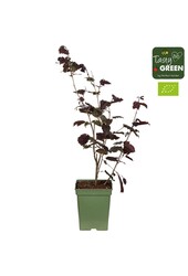 Corylus avellana Zellernoot Rouge Bio P23