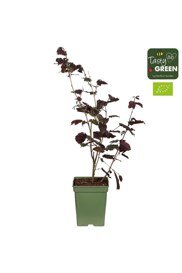 Corylus avellana Rode Zellernoot Bio P23