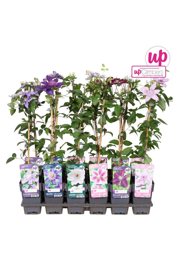 Clematis mix tray value P12