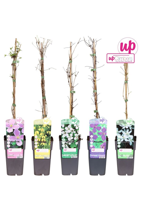 Clematis mix tray kleinbloemig P15