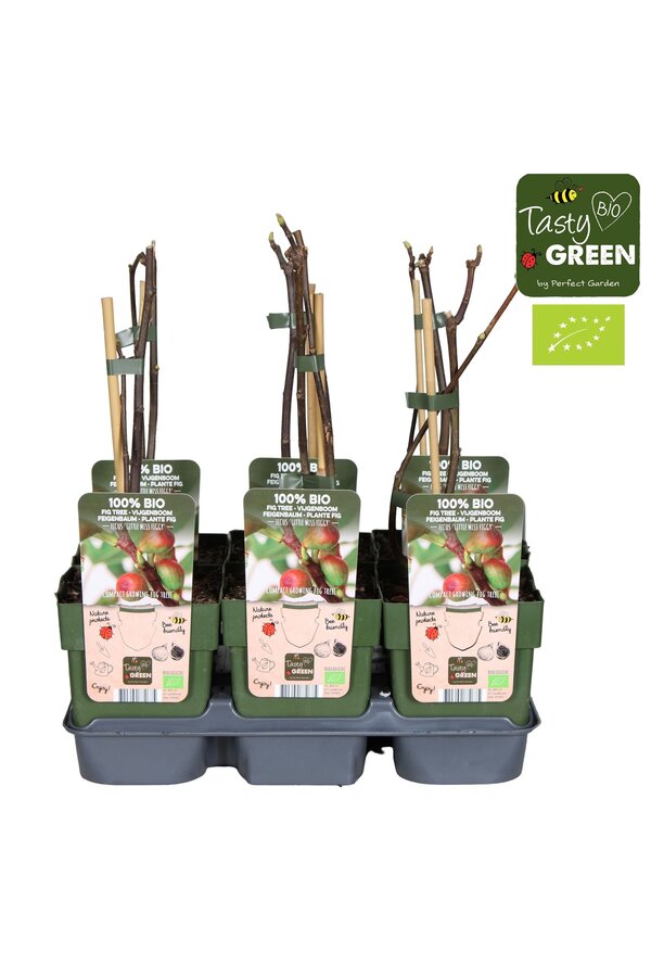 Ficus carica Little Miss Figgy Bio P13