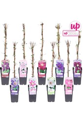 Clematis mix tray grootbloemig P15