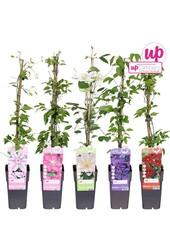 Clematis mix tray grootbloemig P15