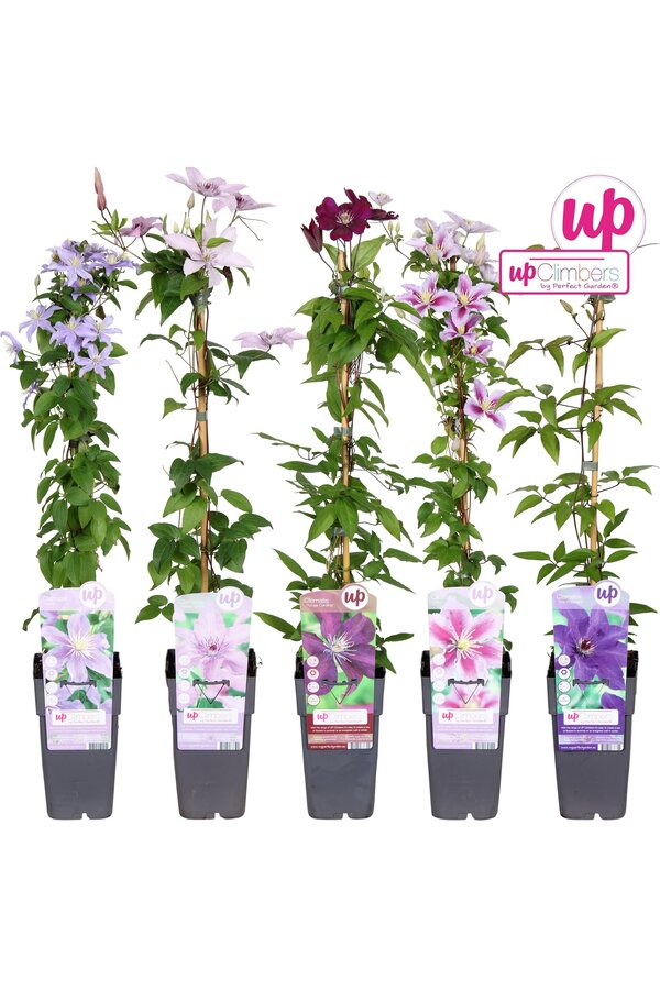 Clematis mix tray grootbloemig P15