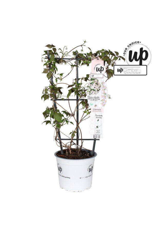 Clematis Montana Fenne® P19