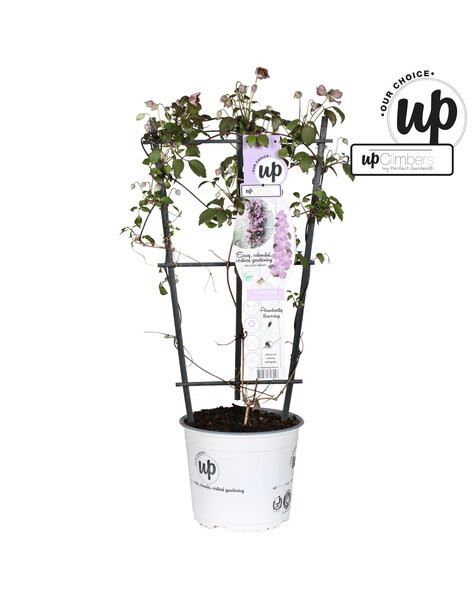 Clematis Montana Fincent® P19