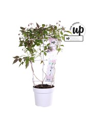 Clematis Montana Mayleen P19