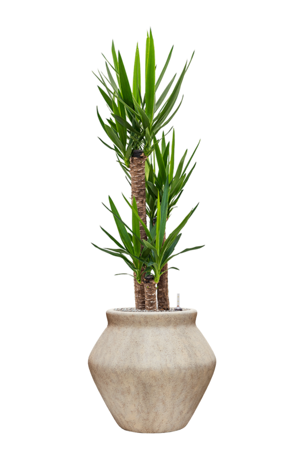 Yucca in Mineral pot