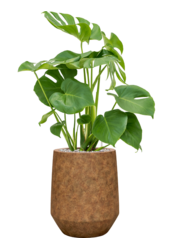 Monstera en Minéral