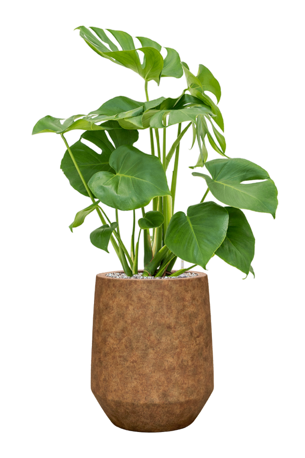 Monstera en Minéral
