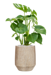 Monstera en Minéral