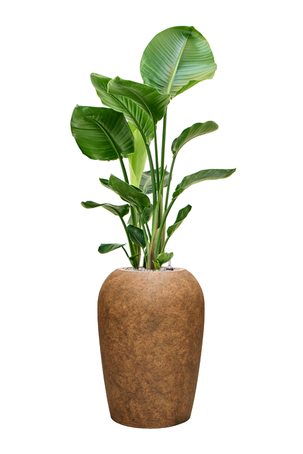 Strelitzia dans un vase Minéral