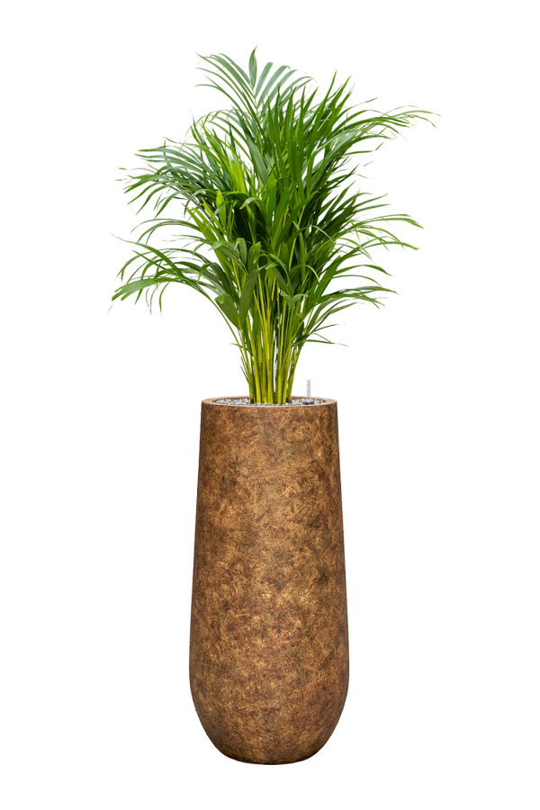 Areca in Mineral vaas