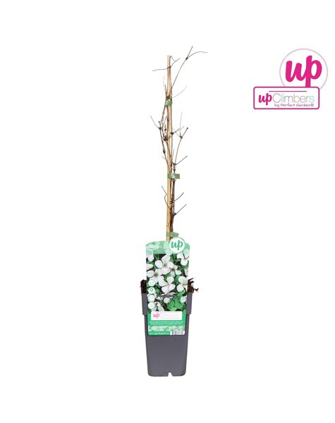 Clematis vitalba P15