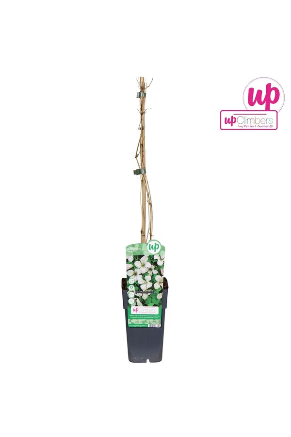 Clematis vitalba P15