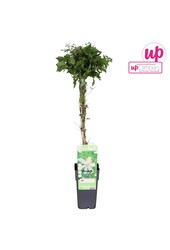 Clematis vitalba Paul Farges P15