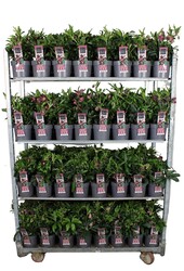 Helleborus orientalis Hello Red P17