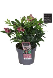 Helleborus orientalis Hello Red P17